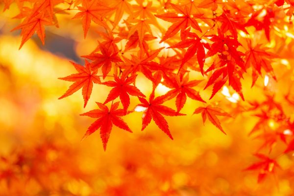 きものde紅葉散策in北大イチョウ並木