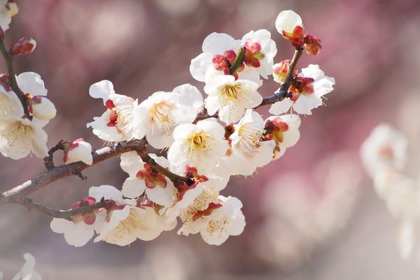 きものde東京の「お伊勢様」に会いに行きましょう❤